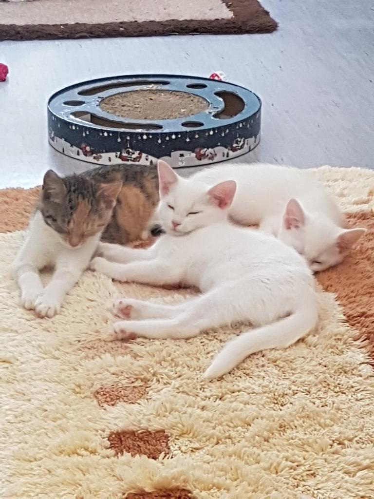 3 Katzen